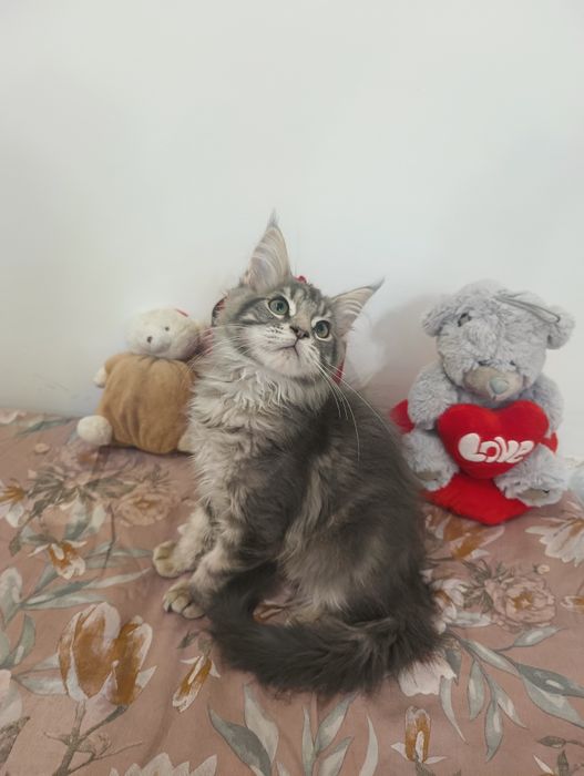 Piękna*Missy* Niebieska MCOa22 Rodowód Chip