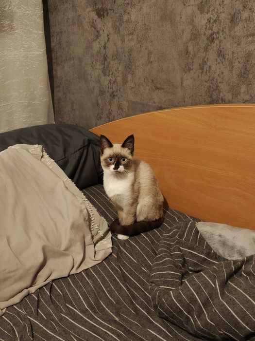 Gatinha para adoção