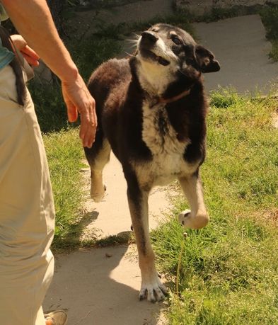 Bardzo kochany przytulaśny Haker szuka domu