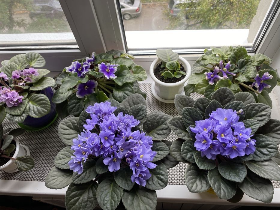 Продам фіалки  листки та самі великі