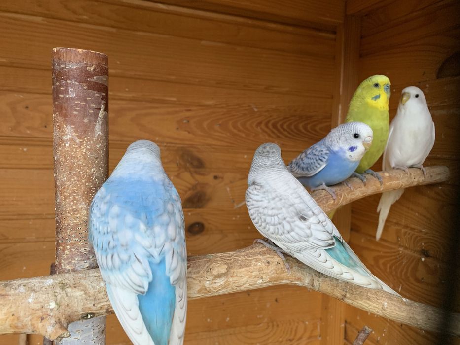 Papuga falista młoda tegoroczna różne kolory