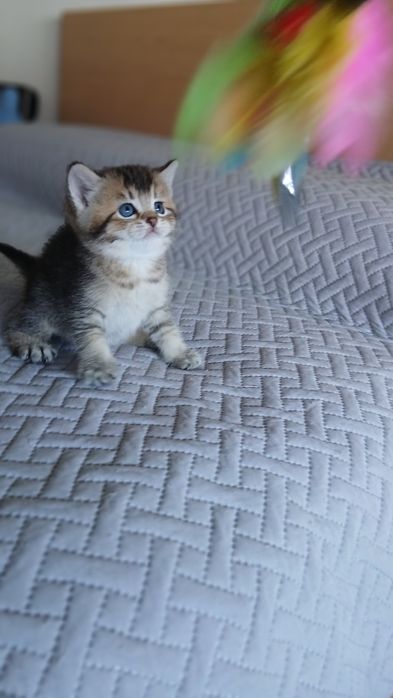 Macho Scottish Straight