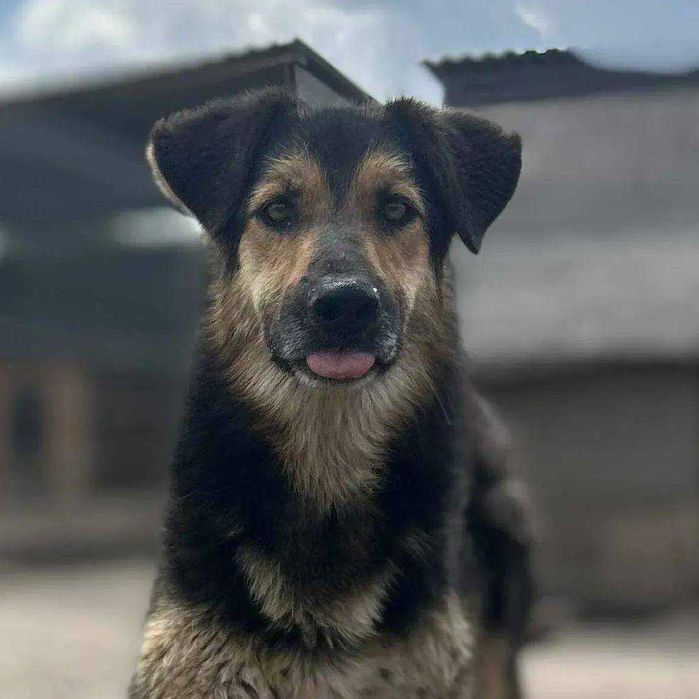 Czy znajdzie się ciepły kąt dla tego uroczego psiaka? Borowik
