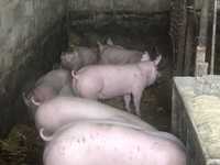 Ремонтні свинки на свиноматок