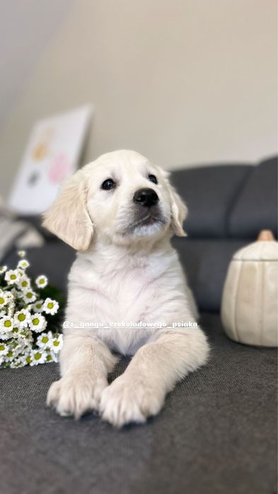 Golden retriever szczeniak suczka biszkoptowa