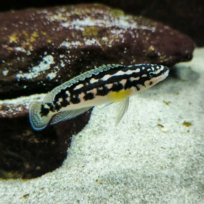 [Tanganika] Naskalnik wężogłowy - Julidochromis transcriptus