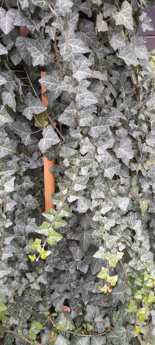 Уличный крымский плющ , Хлорофітум