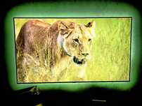 Tv lg oled  65cali