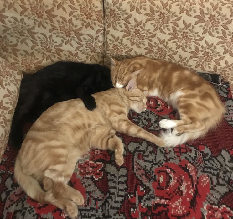Отдам даром котят