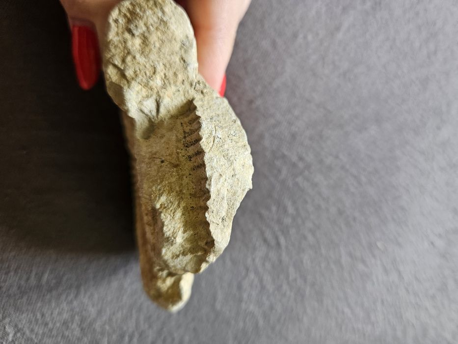 Skamielina odcisk amonit