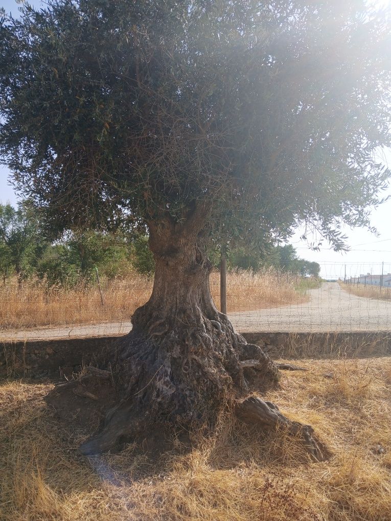 Oliveiras milenares