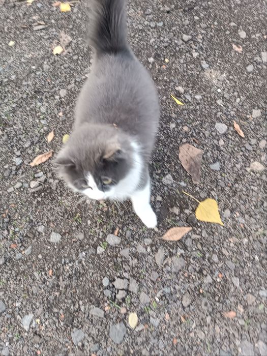 отдам кошечку  в хорошие руки бесплатно