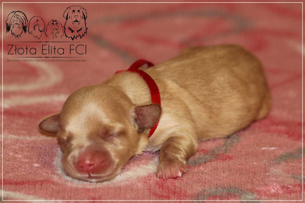 Hawańczyk suczka z rodowodem ZKwP/FCI