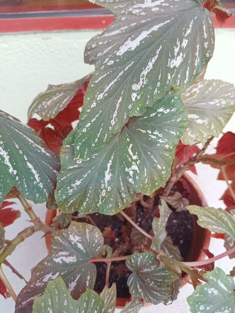 Plantas várias motivo mudança