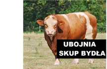 SKUP Bydła Koni Żywca !UBÓJ!