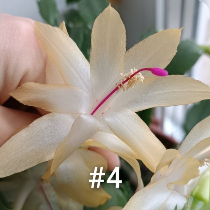 Шлюмбергери,різдвяники, декабристи,рипсалідопсис