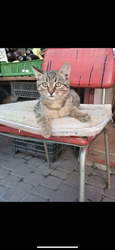 Кіт в добрі руки