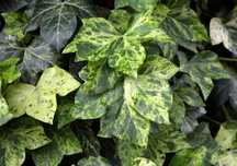 Bluszcz pospolity Profesor Seneta -Hedera Helix 02