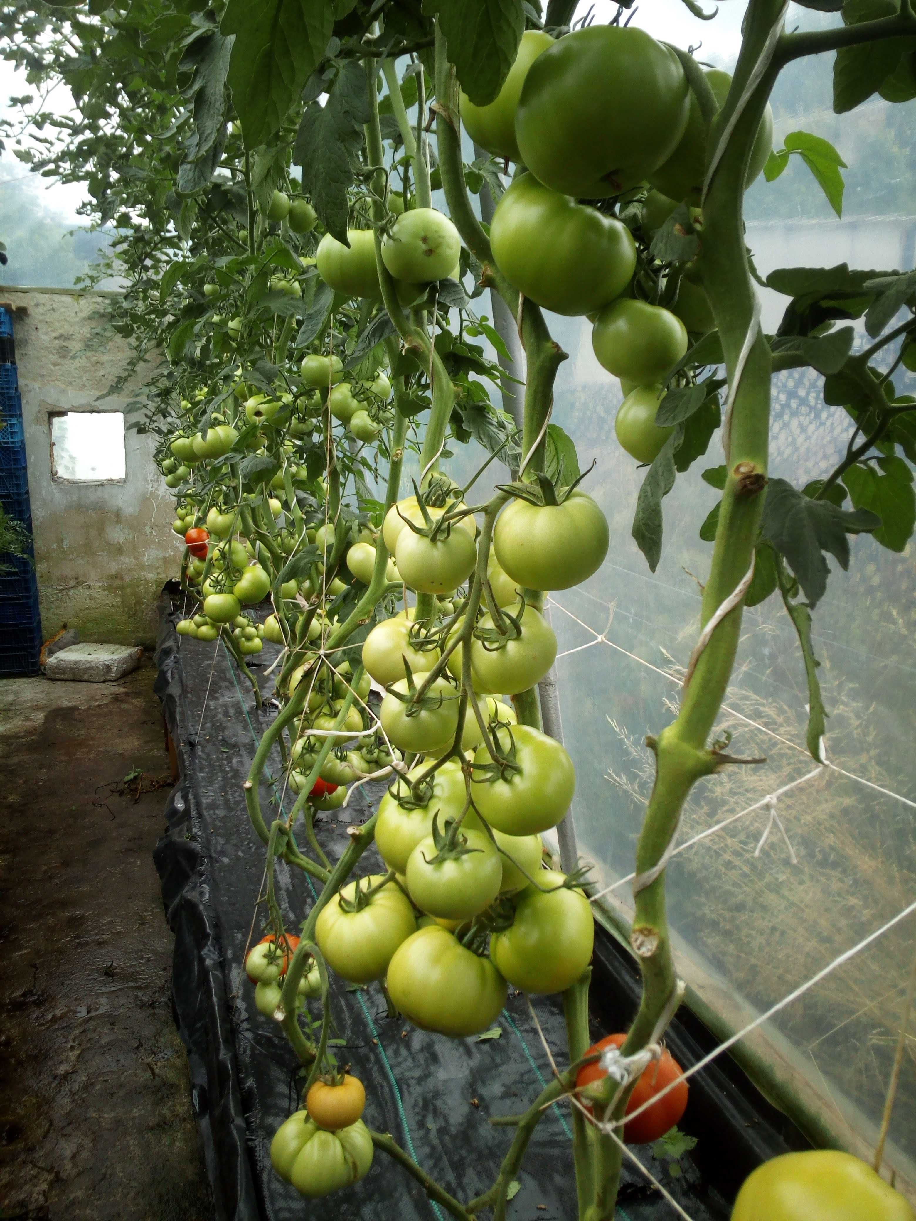 Torf ziemia do pomidorów warzyw na worki 50litrów 25-28 kg Transport