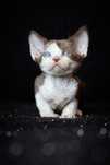 Devon Rex* Chłopczyk/Boy* Czekoladowy Bicolor DRX b03