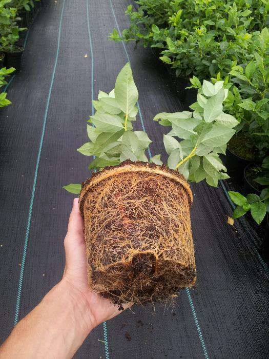 Sadzonki borówki Chandler | Borówka Amerykańska Chandler | Wysoka,CAC