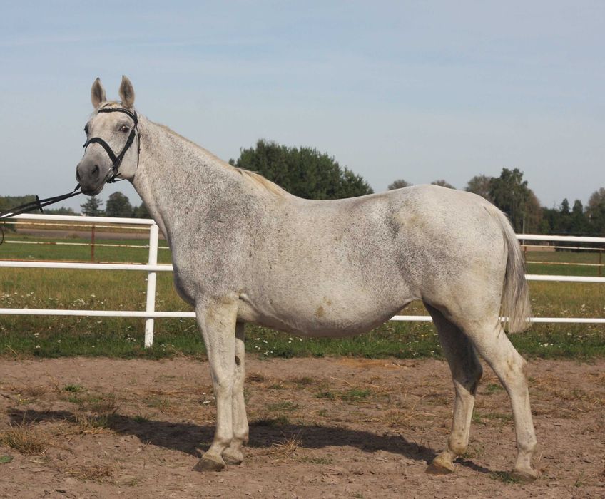 *** Spokojna klacz-rekreacja, koń rodzinny ***