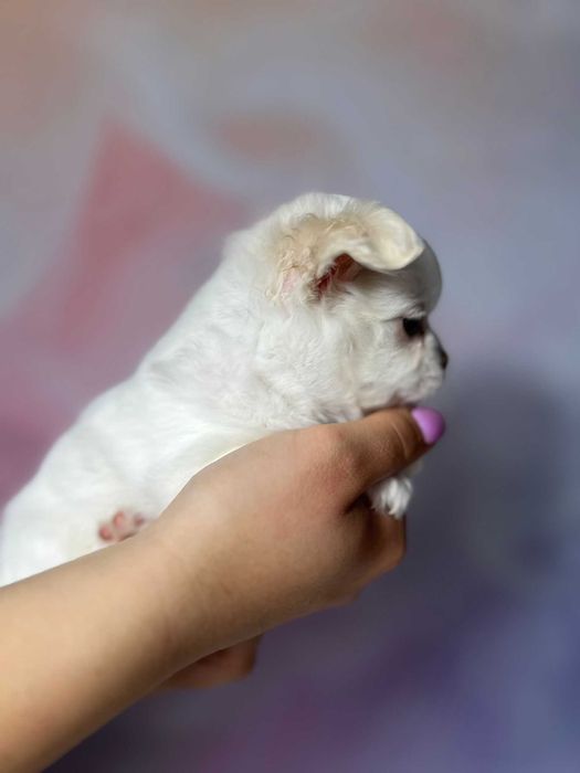 Chilli biała suczka długowłosa Chihuahua szczeniak