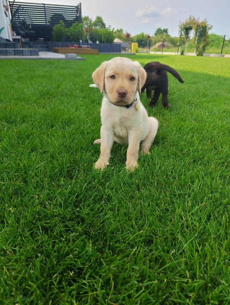 Labrador retriever biszkoptowy gotowy do odbioru ostatni piesek