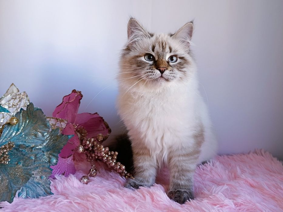 Мила сибірська дівчинка з документами Andromeda