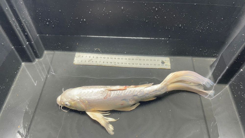Carpa koi.       Pet