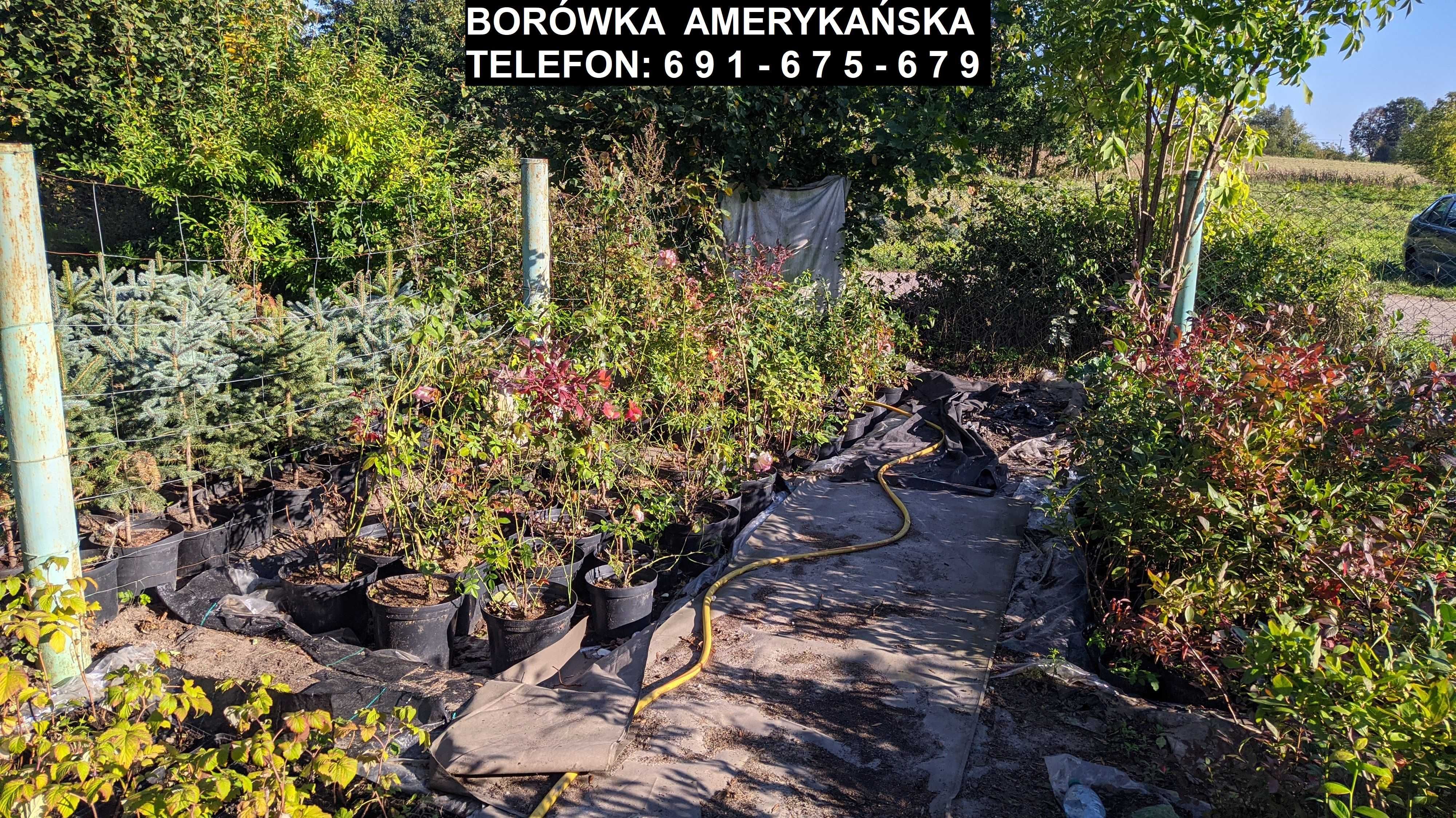 Sadzonka Sadzonki - Borówka Amerykańska