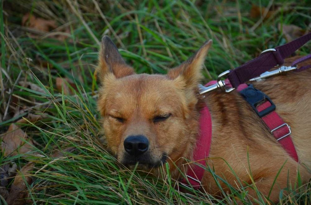 Rafi mały przerażony rudy piesek błaga o szansę ADOPCJA