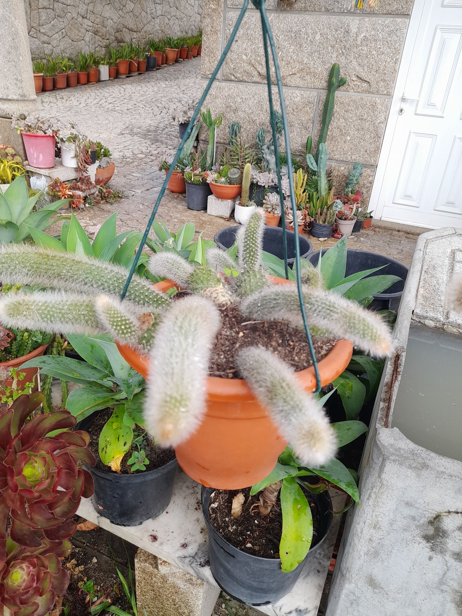 Vendo catos e suculentas