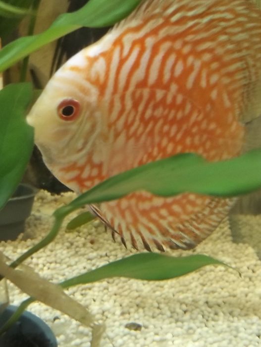 Discus pigeom red 9cm