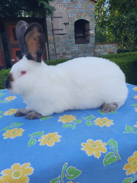 Kalifornijski czarny