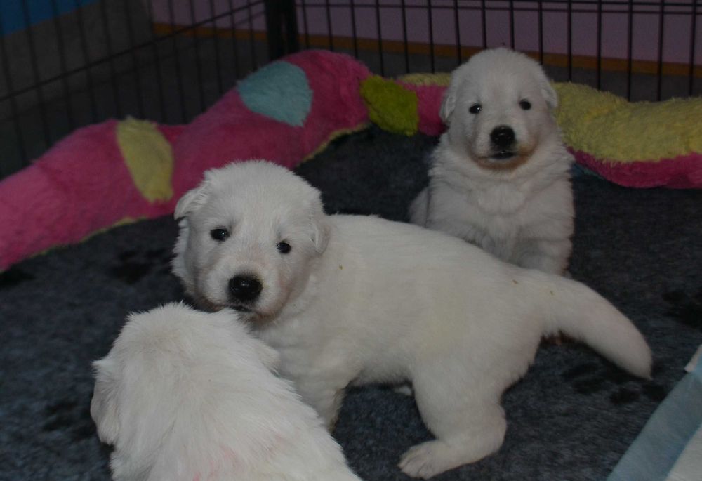 Biały owczarek szwajcarski  suczka od szkoleniowca!