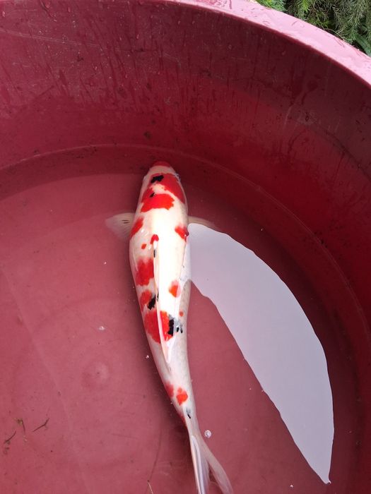 Carpa koi japonesa