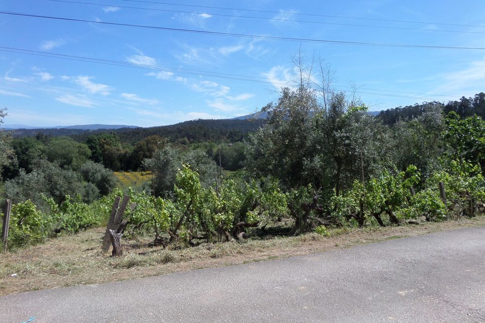 Terreno para moradia Miranda do Corvo