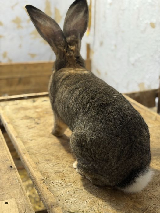 Бельгійський Велетень