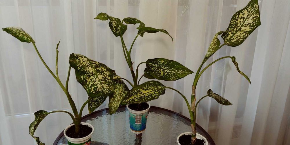 Дифинбахия амазонская, пятнистая