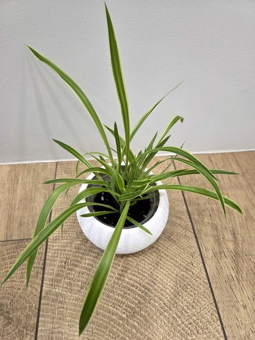 Хлорофітум. Самовивіз