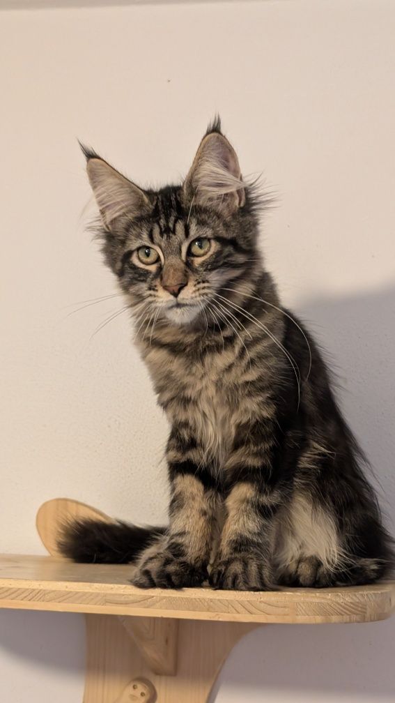 Kotka klasyk Maine Coon. Zapraszamy