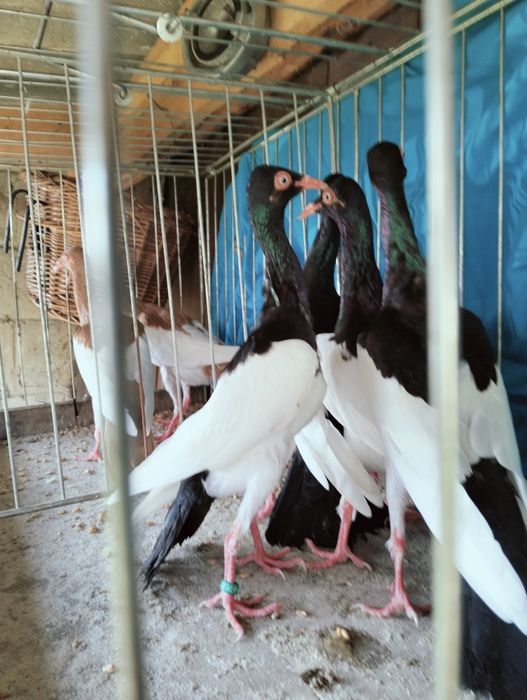 Sprzedam sroki czarne i żółte 2025