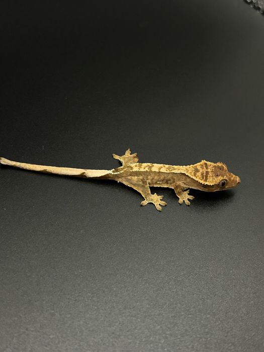 Młody Gekon Orzęsiony pinstripe nsex