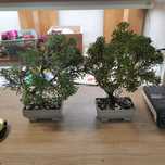 Sztuczne drzewko bonsai Kwiaciarnia Tulipan