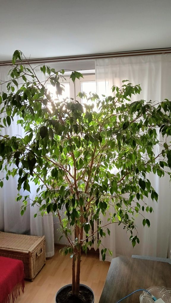 Fikus Benjamina sprzedam