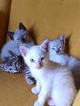 Gatinhos para adoção