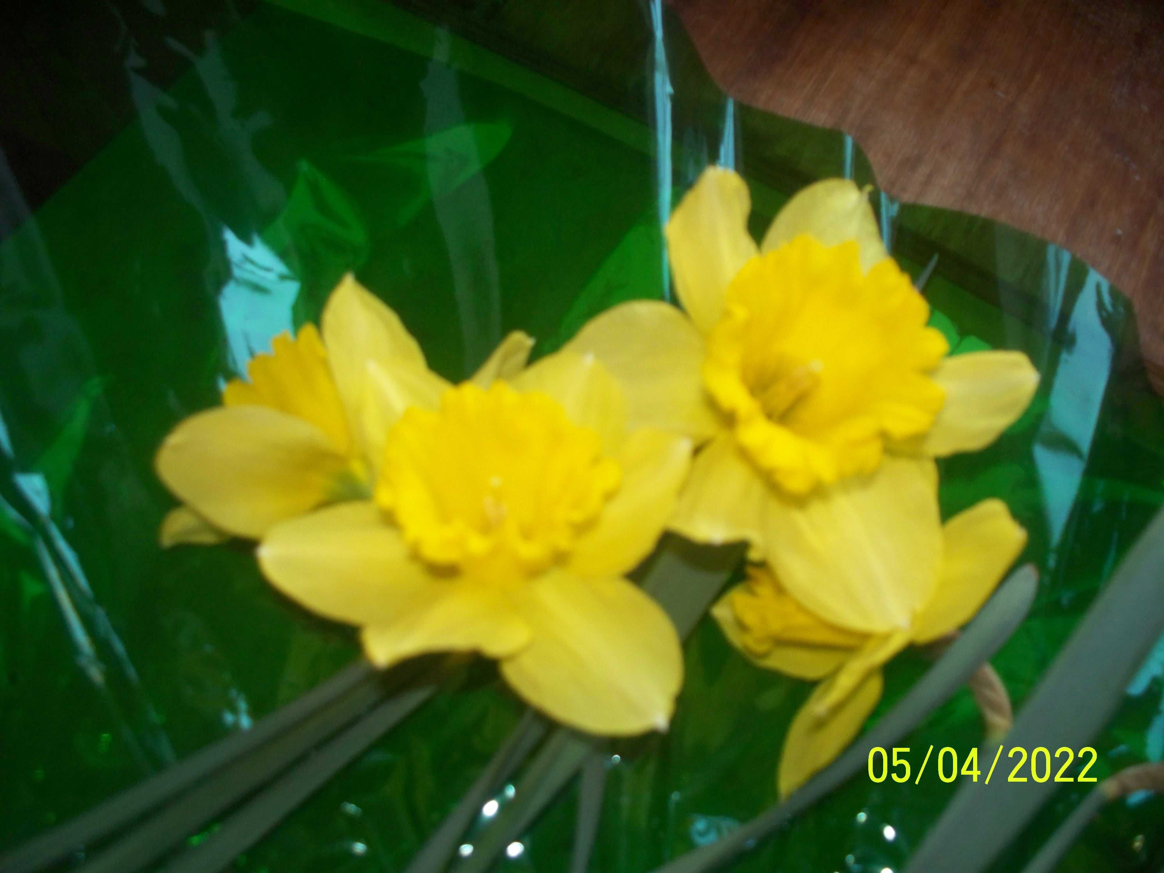 Цветы с луковицей. Желтые большие