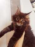 Kocurek Kocięta Maine Coon