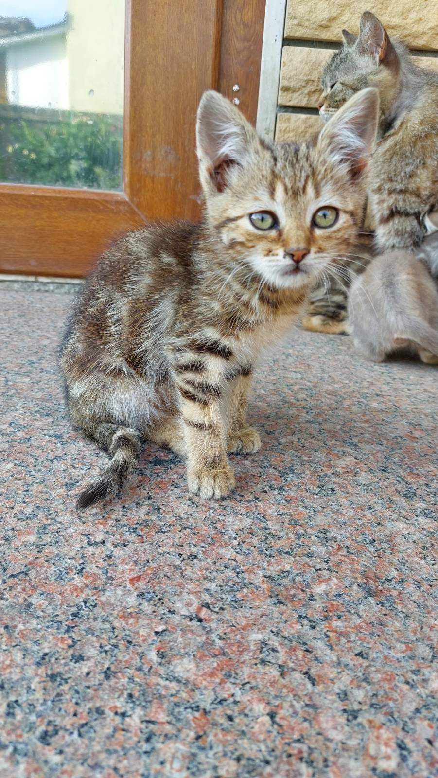 Ігриві кошенята.